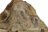 Sandstone With Triceratops Jugal, Tendon & Bone - Wyoming #227967-3